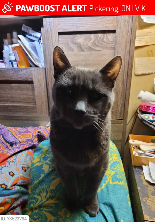 Lost Female Cat last seen Finch and Valley Farm, Pickering, ON L1V 6K9