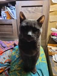 Lost Female Cat last seen Finch and Valley Farm, Pickering, ON L1V 6K9