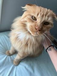 Lost Male Cat last seen Northwest blvd safeway, Spokane, WA 99205