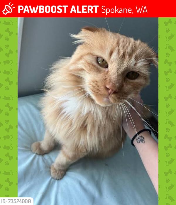 Lost Male Cat last seen Northwest blvd safeway, Spokane, WA 99205