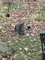 Found/Stray Unknown Cat last seen Applewood Villages, Wheat Ridge, CO 80033