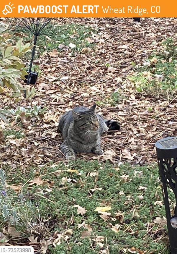 Found/Stray Unknown Cat last seen Applewood Villages, Wheat Ridge, CO 80033