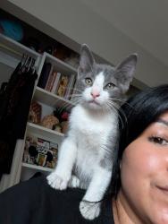 Lost Female Cat last seen Near the Costco loading area, Fontana, CA 92336