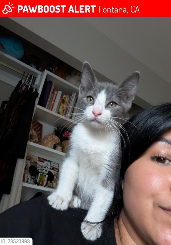 Lost Female Cat last seen Near the Costco loading area, Fontana, CA 92336