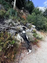 Lost Male Dog last seen Canyon azusa, Azusa, CA 91702