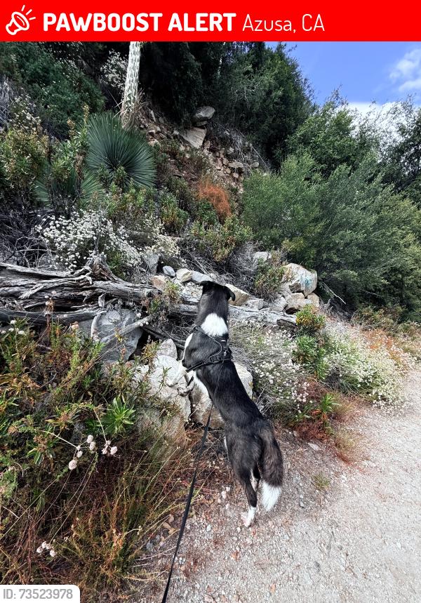 Lost Male Dog last seen Canyon azusa, Azusa, CA 91702