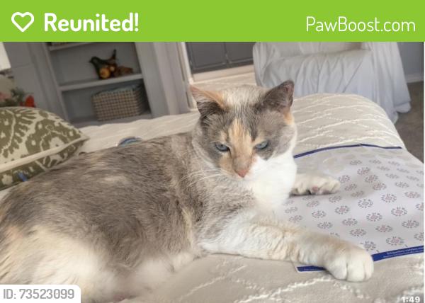 Reunited Female Cat last seen Stagsleap and chilson, Colorado Springs, CO 80904