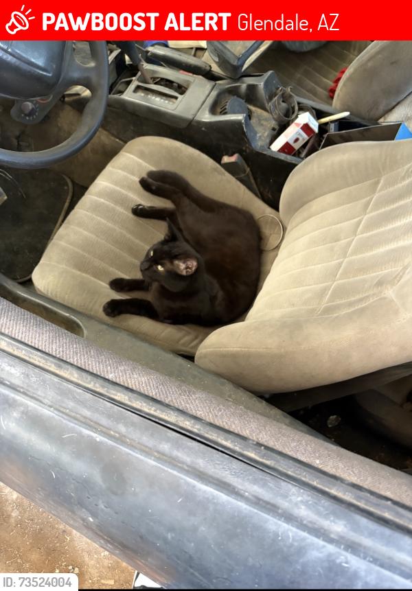 Lost Male Cat last seen 67th Ave and paradise, Glendale, AZ 85306