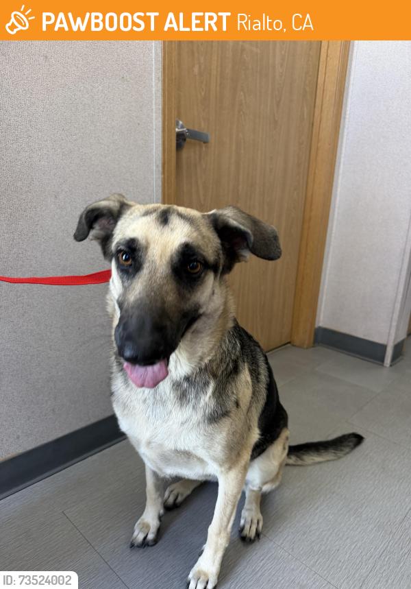 Found/Stray Female Dog last seen Randall and Rialto, Rialto, CA 92376