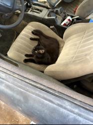 Lost Male Cat last seen 67th Ave and paradise, Glendale, AZ 85306