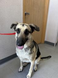 Found/Stray Female Dog last seen Randall and Rialto, Rialto, CA 92376