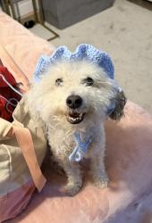 Lost Male Dog last seen Top o the walk , Kips Corner, Norco, CA 92860