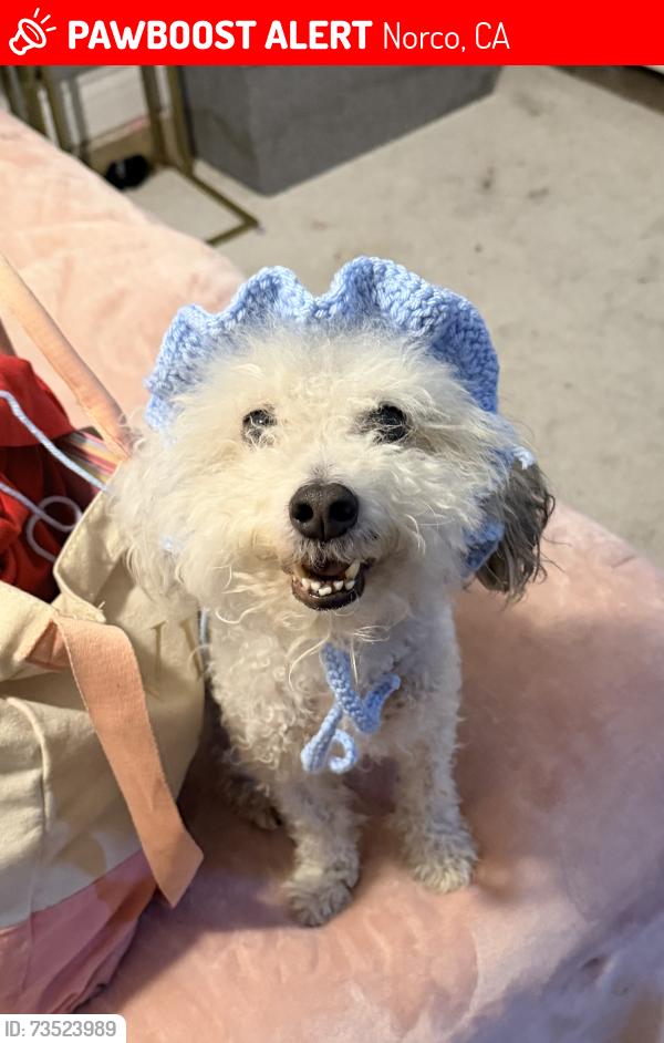 Lost Male Dog last seen Top o the walk , Kips Corner, Norco, CA 92860