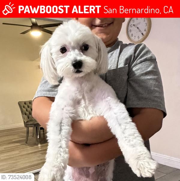 Lost Female Dog last seen Near park dr San Bernardino, San Bernardino, CA 92407