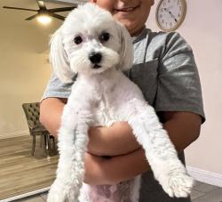 Lost Female Dog last seen Near park dr San Bernardino, San Bernardino, CA 92407