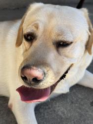 Reunited Male Dog last seen Near cedar way Milpitas ca 95035, Milpitas, CA 95035