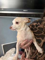 Reunited Female Dog last seen Hidden lakes, Cameron, NC 28326