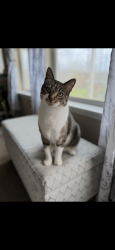 Lost Female Cat last seen Near Enchanted Timbers Drive, Humble, TX, USA, Humble, TX 77346