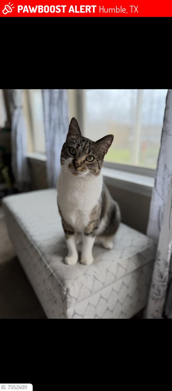Lost Female Cat last seen Near Enchanted Timbers Drive, Humble, TX, USA, Humble, TX 77346