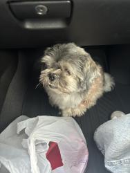 Reunited Male Dog last seen Champion Forest Neighborhood Lodge Creek Street, Houston, TX 77066