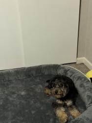 Reunited Male Dog last seen St. Gabrielle, Florissant, MO 63033