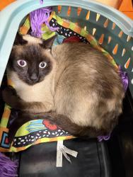 Found/Stray Unknown Cat last seen Tacoma mall, Tacoma, WA 98409