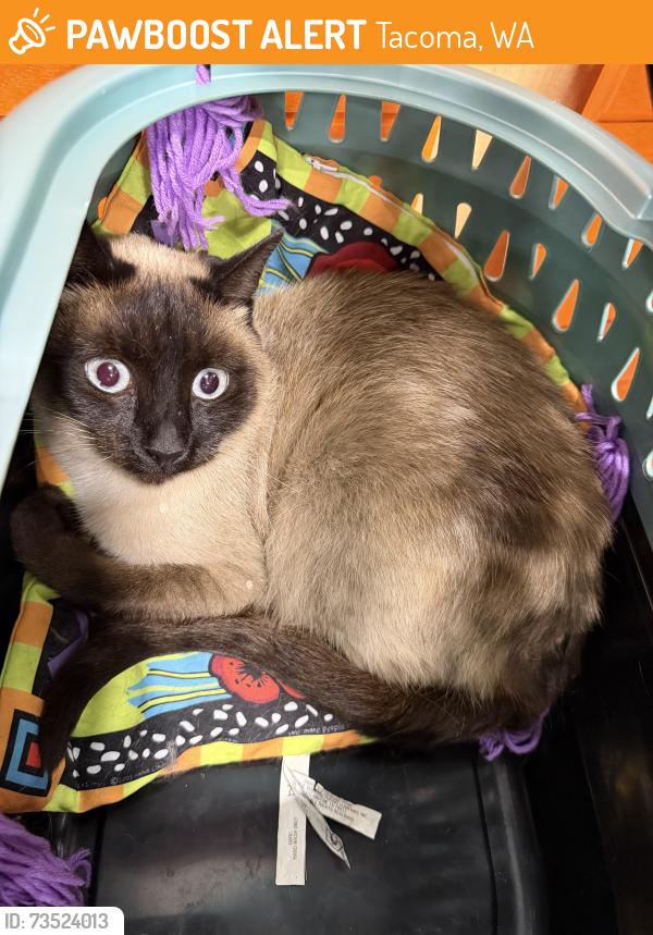 Found/Stray Unknown Cat last seen Tacoma mall, Tacoma, WA 98409