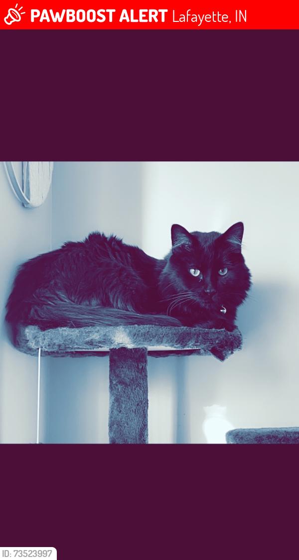 Lost Male Cat last seen The common’s subdivision, Lafayette, IN 47909