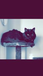 Lost Male Cat last seen The common’s subdivision, Lafayette, IN 47909