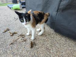 Reunited Female Cat last seen E Glendale street and e crowley, Crowley, TX 76036