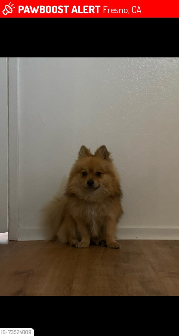 Lost Male Dog last seen Food max on the west side, Fresno, CA 93706