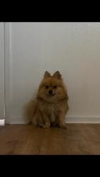 Lost Male Dog last seen Food max on the west side, Fresno, CA 93706