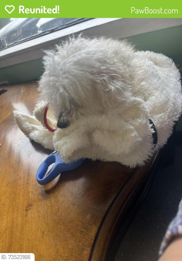 Reunited Male Dog last seen Pension rd and the glee market, Manalapan Township, NJ 07726