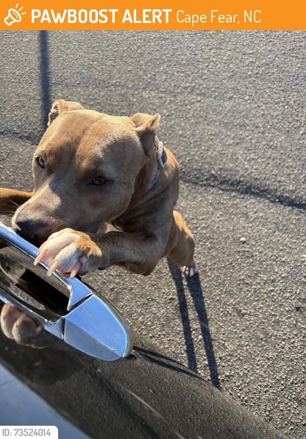 Found/Stray Female Dog last seen Near bethany fire department, Cape Fear, NC 28391