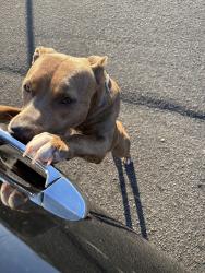 Found/Stray Female Dog last seen Near bethany fire department, Cape Fear, NC 28391