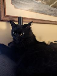 Lost Female Cat last seen Tankerhoosen area, Vernon, CT 06066