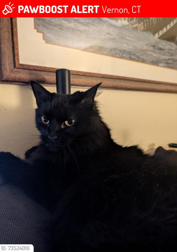 Lost Female Cat last seen Tankerhoosen area, Vernon, CT 06066