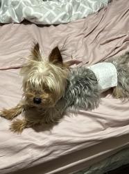 Reunited Male Dog last seen Sunrise Ave and Prince Ln neighborhood, Las Vegas, NV 89110