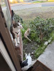 Lost Unknown Cat last seen Citrus Ave, Fontana, CA 92335