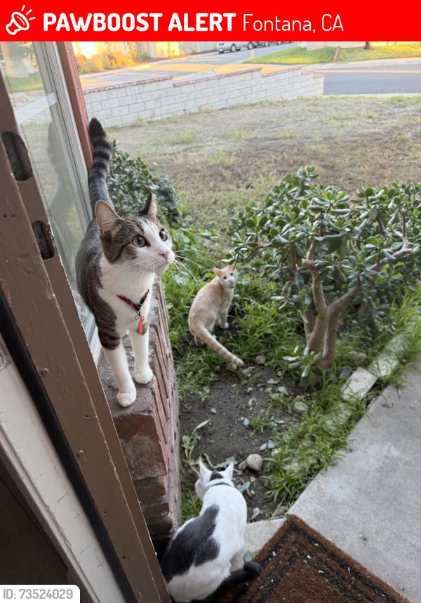Lost Unknown Cat last seen Citrus Ave, Fontana, CA 92335