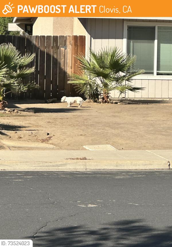 Found/Stray Unknown Dog last seen Ashland, Clovis, CA 93611