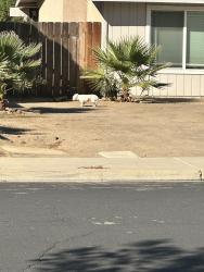 Found/Stray Unknown Dog last seen Ashland, Clovis, CA 93611