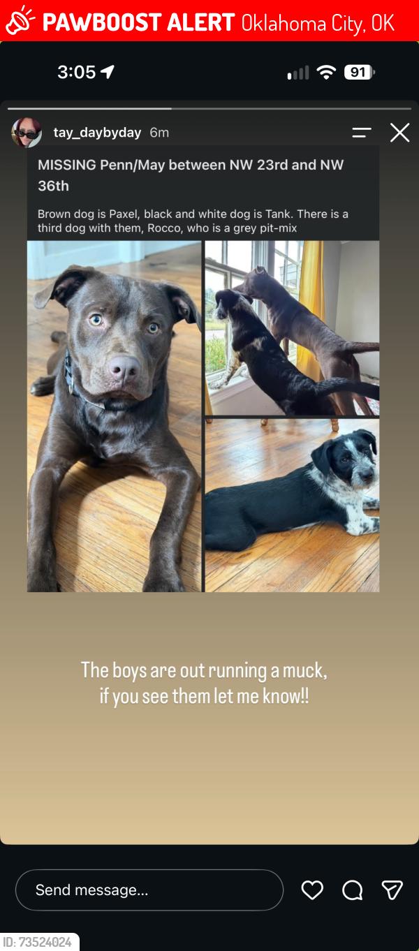 Lost Male Dog last seen Penn and 33rd St, Oklahoma City, OK 73112