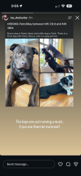 Lost Male Dog last seen Penn and 33rd St, Oklahoma City, OK 73112