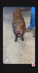 Reunited Female Dog last seen Out by the sloughs near the Grand Forks Air & airport to the North, Rye Township, ND 58203