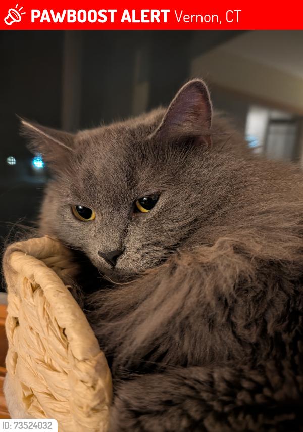 Lost Male Cat last seen Tankerhoosen area, Vernon, CT 06066