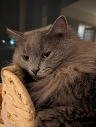 Lost Male Cat last seen Tankerhoosen area, Vernon, CT 06066