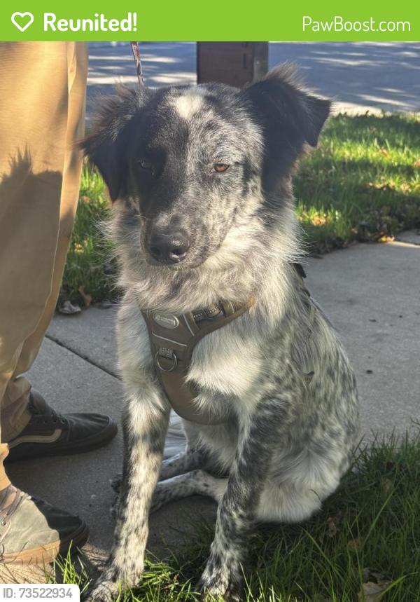 Reunited Unknown Dog last seen Edgemoor & 39th St, Bel Aire, KS 67220