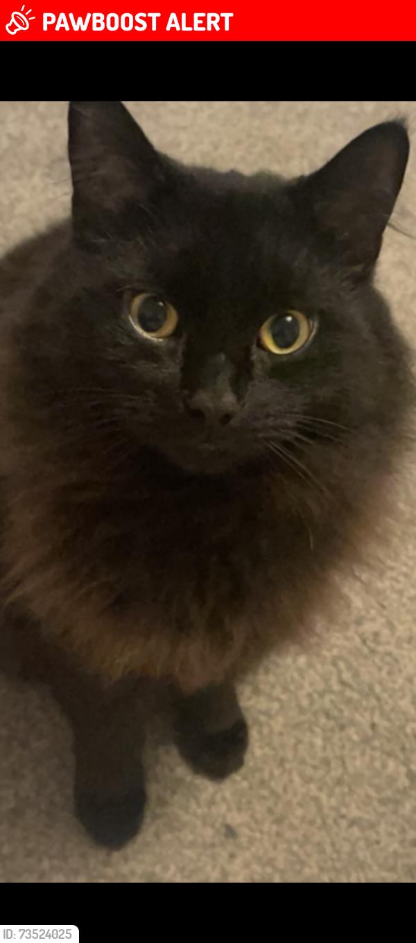 Lost Male Cat last seen Bush near the chemist, down the backs behind Talbot street, behind the hairdressers of New Image., Lancashire, England PR6 0EU