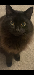 Lost Male Cat last seen Bush near the chemist, down the backs behind Talbot street, behind the hairdressers of New Image., Lancashire, England PR6 0EU